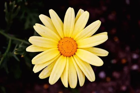 Yellow daisy Stock Photos