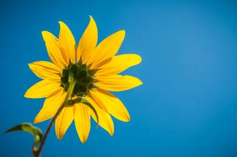 Yellow Daisy Фото