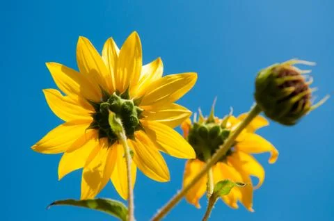 Yellow Daisy Фото