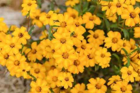 Yellow daisy Stock-Fotos