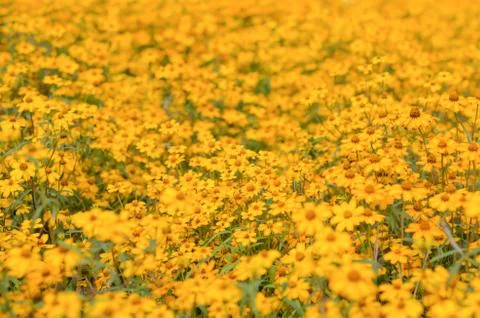 Yellow daisy Foto stock