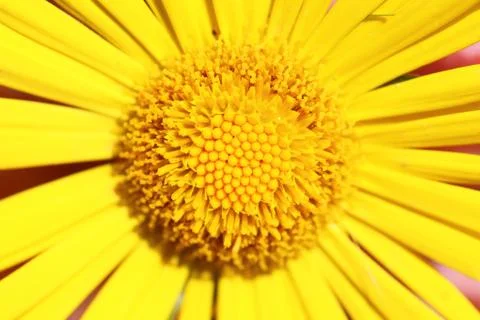 Yellow daisy Stock-Fotos
