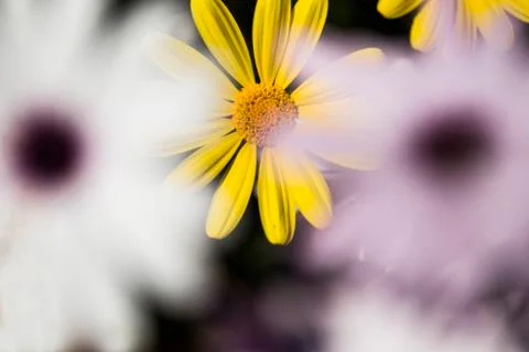 Yellow daisy Stock Photos