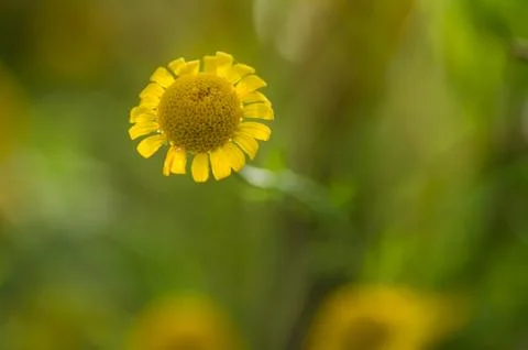 Yellow daisy Stock Photos