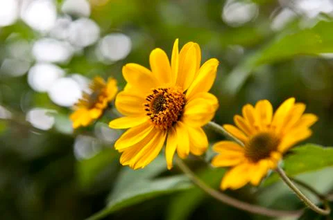 Yellow Daisy Stock Photos