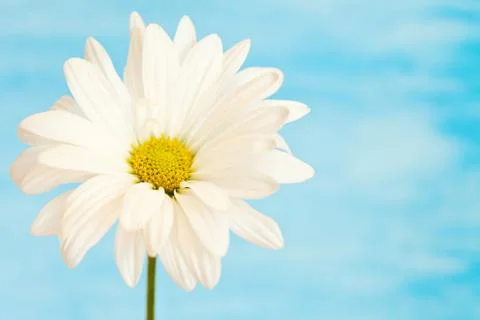 Yellow daisy Stock Photos