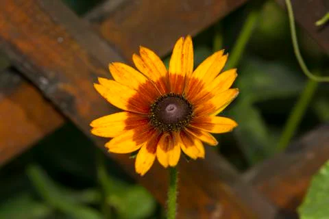 Yellow daisy Stock Photos