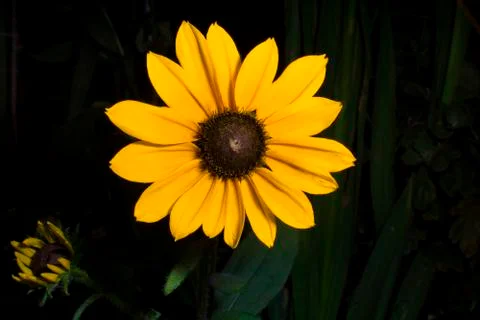 Yellow daisy Stock Photos