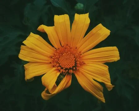 Yellow Daisy Stock Photos