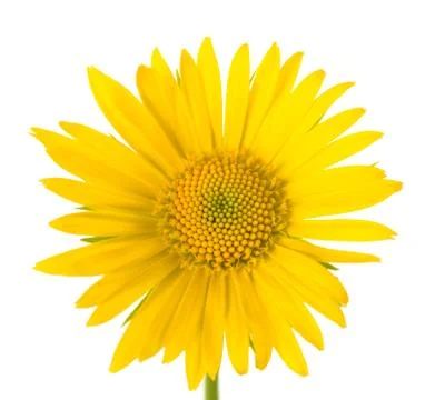 Yellow Daisy Stock Photos