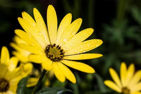 Yellow Daisy Stock Photos
