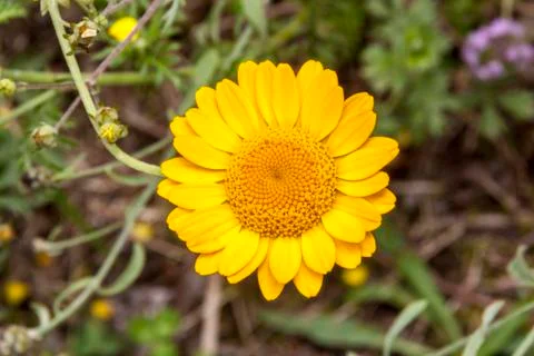 Yellow daisy Foto stock