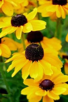 Yellow daisy Stock Photos