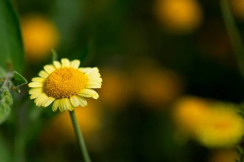 Yellow Daisy Foto stock