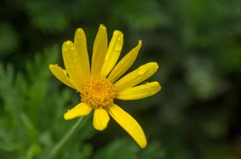 A yellow daisy Stock Photos