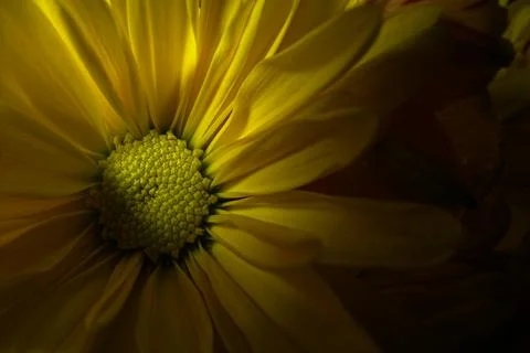 Yellow Daisy Foto stock