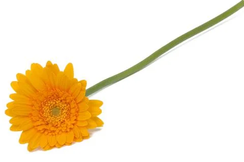 Yellow daisy Stock Photos