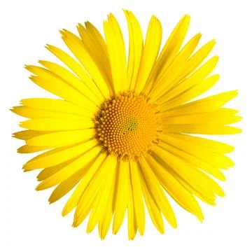 Yellow daisy Stock Photos