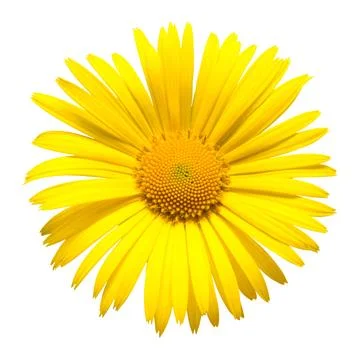 Yellow daisy Stock Photos