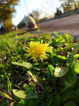 Yellow Daisy Spring Flower NF Stock Photos