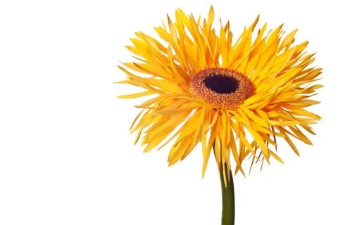 Yellow daisy stem Stock Photos