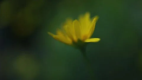Yellow daisy swaying gently in the wind Stockbeeldmateriaal 336316053