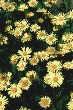 Yellow daisy texture. Stock Photos