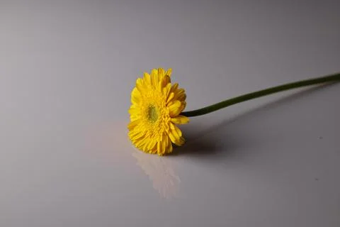 Yellow daisy on white background Stock Photos