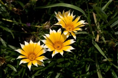 Yellow daisy with white tips between the bushes in the park Stock Photos