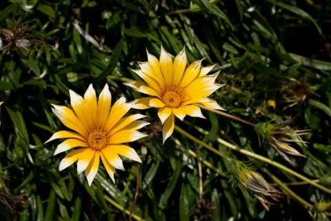 Yellow daisy with white tips between the bushes in the park Stock Photos