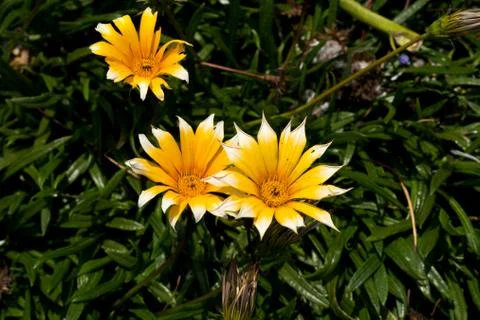 Yellow daisy with white tips between the bushes in the park Stock Photos