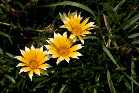 Yellow daisy with white tips between the bushes in the park Stock Photos