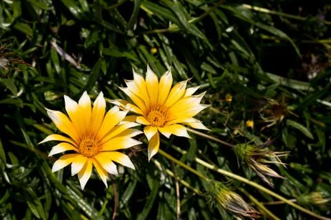 Yellow daisy with white tips between the bushes in the park Foto stock