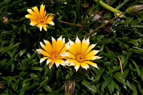 Yellow daisy with white tips between the bushes in the park Stock Photos