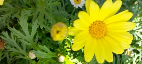 Yellow daisy for YOGA Stock Footage 302849014