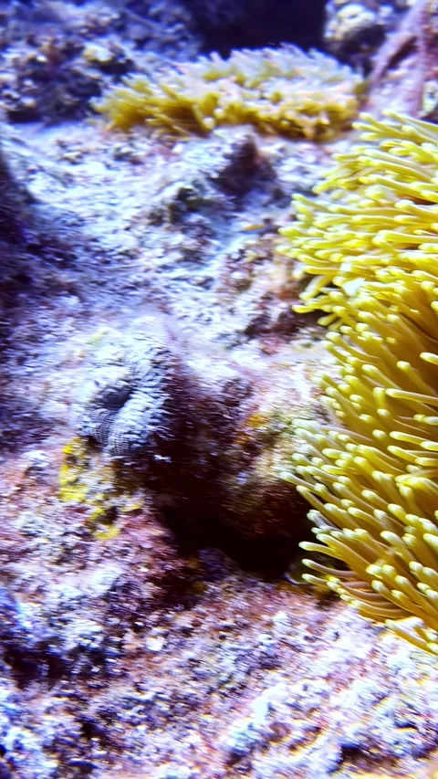Yellow Damselfish Sheltering Within Waving Sea Anemone Tentacles Underwater Stock Footage 341536744