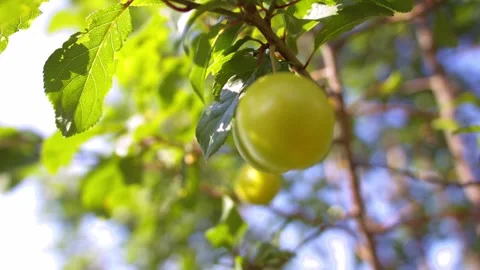 Yellow damson plum fruit on tree Stock Footage 344689974
