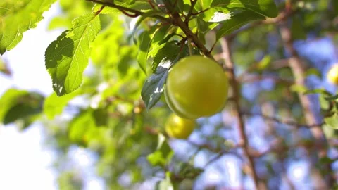 Yellow damson plum fruit on tree Video stock 344747245