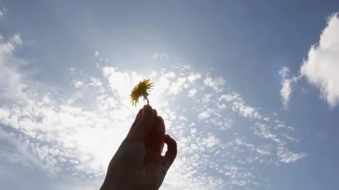 Yellow dandelion against a cloudy and sunny sky. Yellow flower against the sunny Stock Footage 240122350