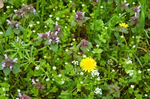 Yellow Dandelion and Tiny White Wildflowers in Spring Grass Fotos de archivo