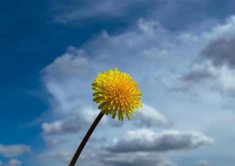 Yellow dandelion on the background of clouds and blue sky Stock-Fotos