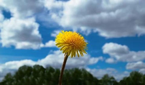 Yellow dandelion on the background of clouds and blue sky Stock Photos