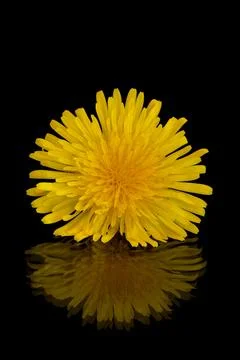 Yellow dandelion on a black background with reflection Stock Photos