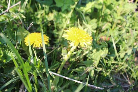 Yellow Dandelion bloomed Stock Photos