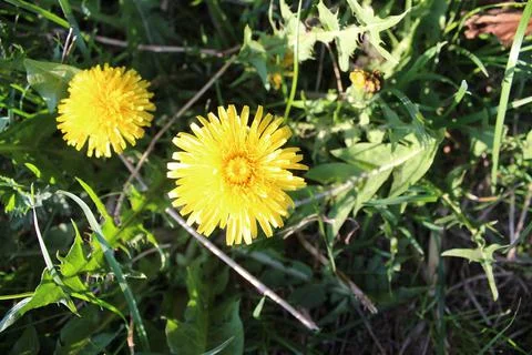 Yellow Dandelion bloomed Stock Photos