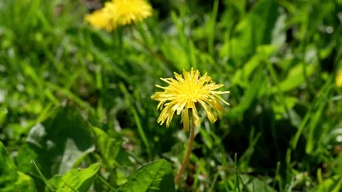 Yellow dandelion on a blurred background. Stock Footage 154553980