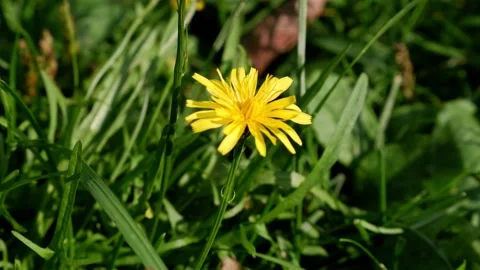 Yellow dandelion on a blurred background moves in the wind Stock Footage 161331960