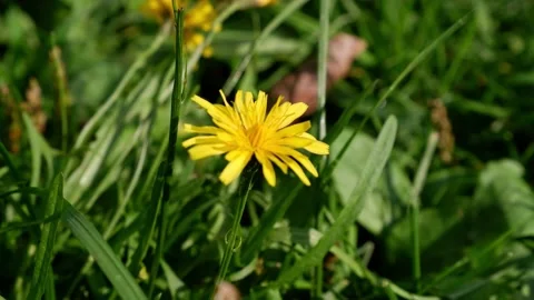 Yellow dandelion on a blurred background moves in the wind Stock Footage 161491386
