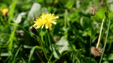 Yellow dandelion on a blurred background moves in the wind Stock Footage 164114669