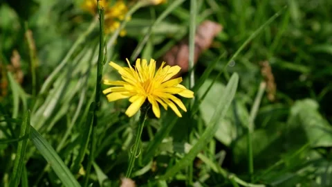 Yellow dandelion on a blurred background moves in the wind Stock Footage 164554897